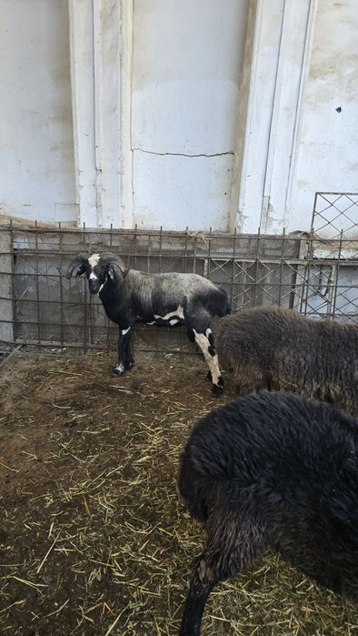 Tqgallar tez va arzon narxda sotiladi