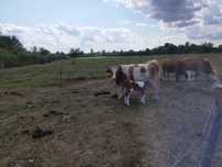 Vaca cu vitel la a 3 fatare