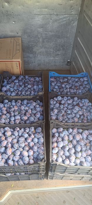 Prune stanley consum și Anna Spath pentru distilare