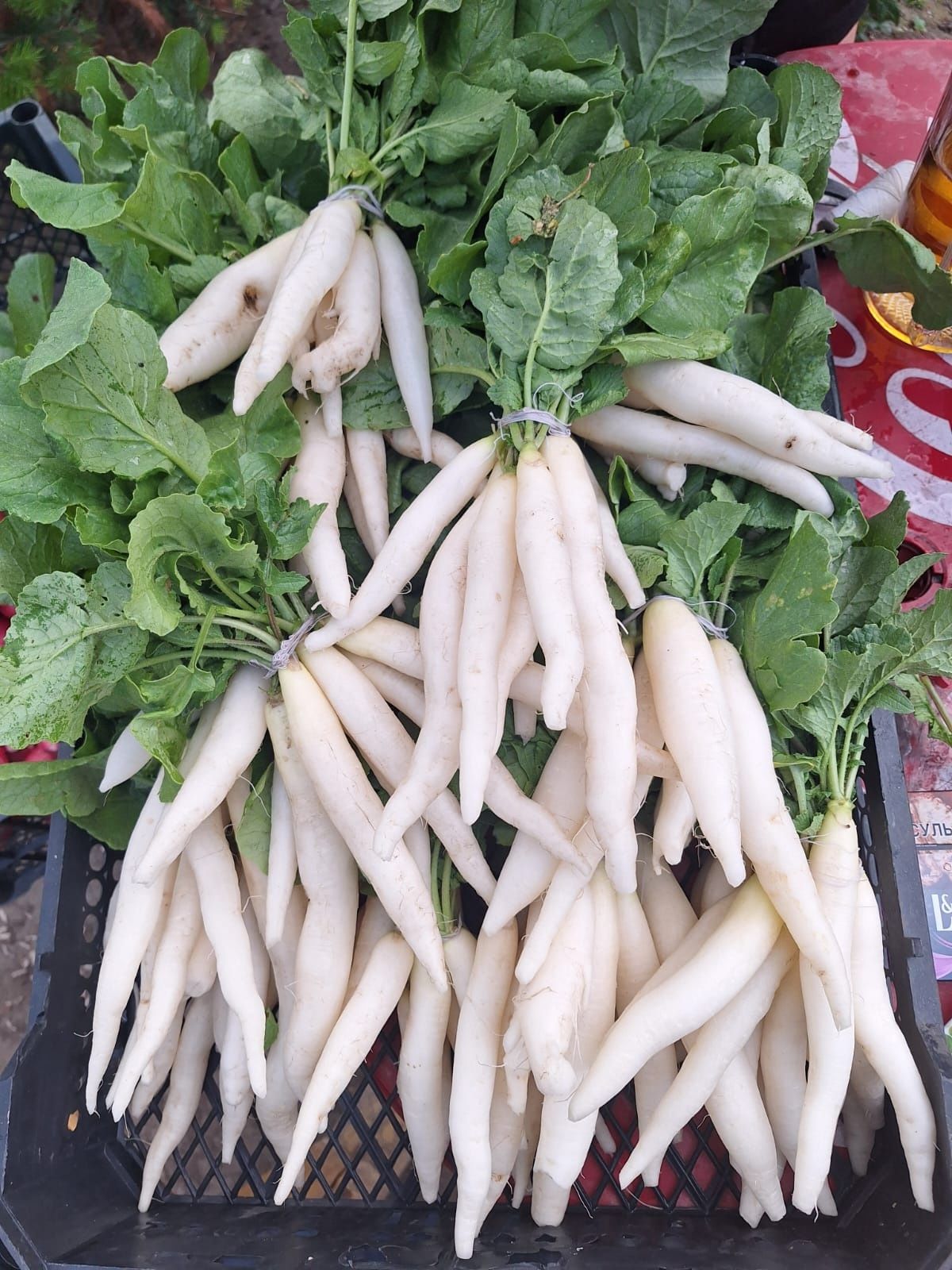 Продам редиску и редьку