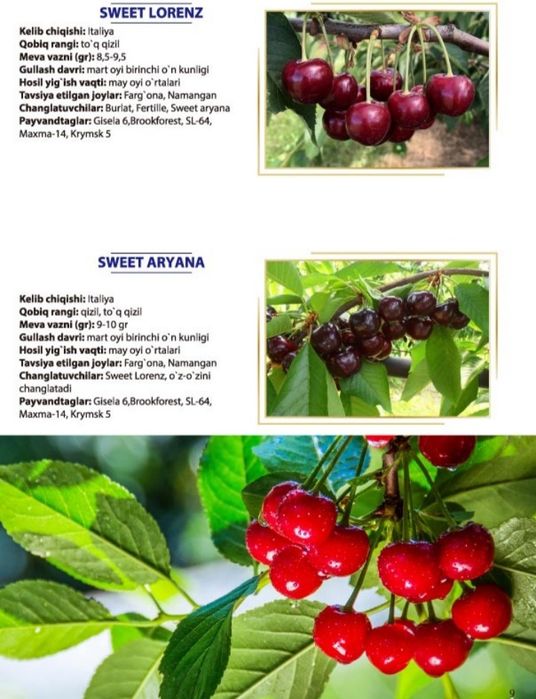 Тоза интинсиб ва полкарлик кучатлар 100% К