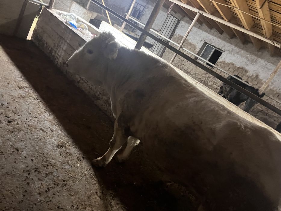 Әуликөл пұқалар сатылады