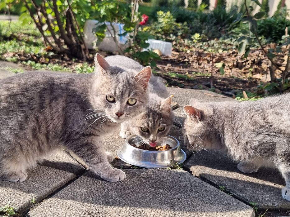 Подарявам котенца на 5 месеца