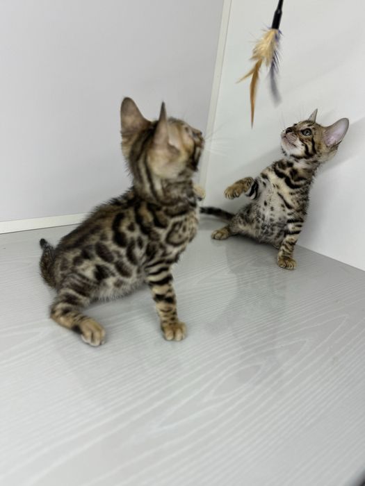 Бенгальская кошка