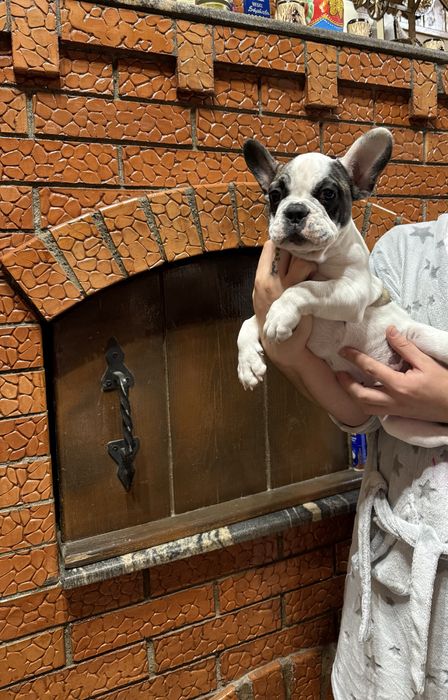 Bulldog Francez 3 luni
