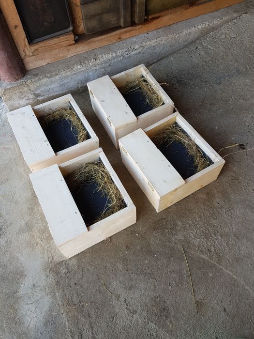 Cuibare găini cu recuperarea oului