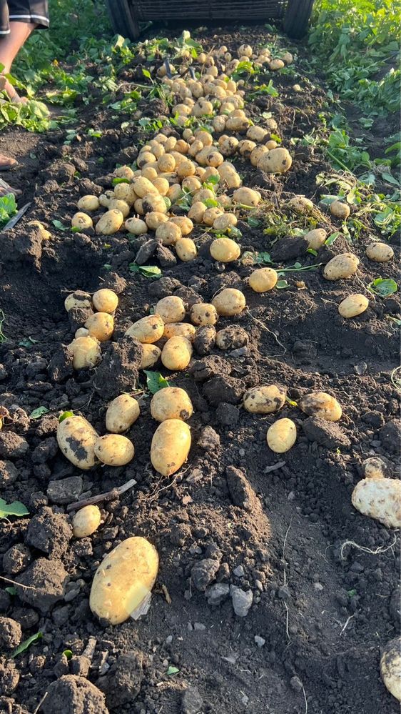 Картофель сорт Коломбо