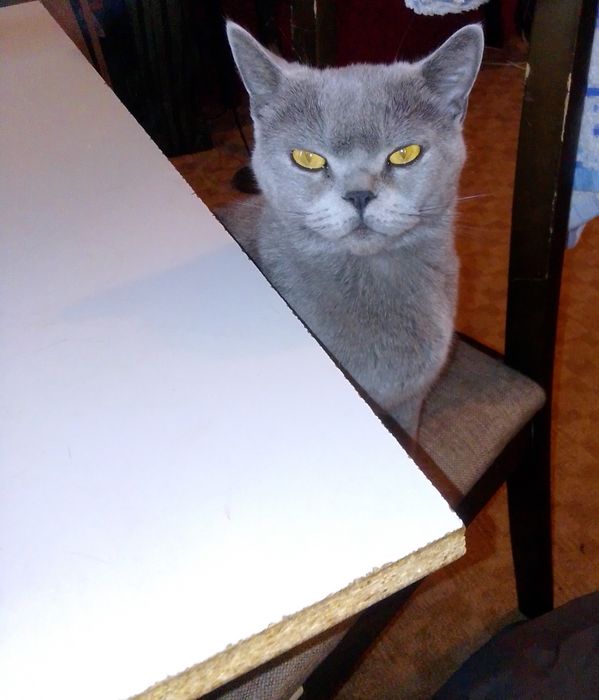 Породистая кошка ищет семью