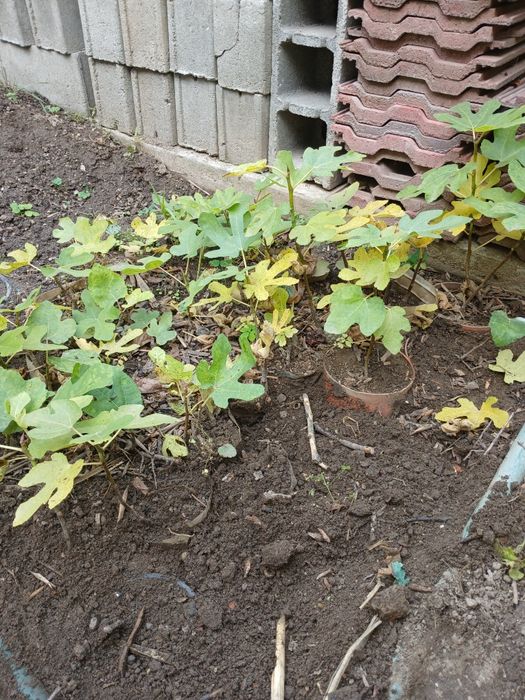 Pui de smochin negru