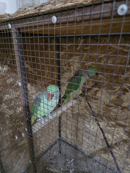 Александрийский папугаи