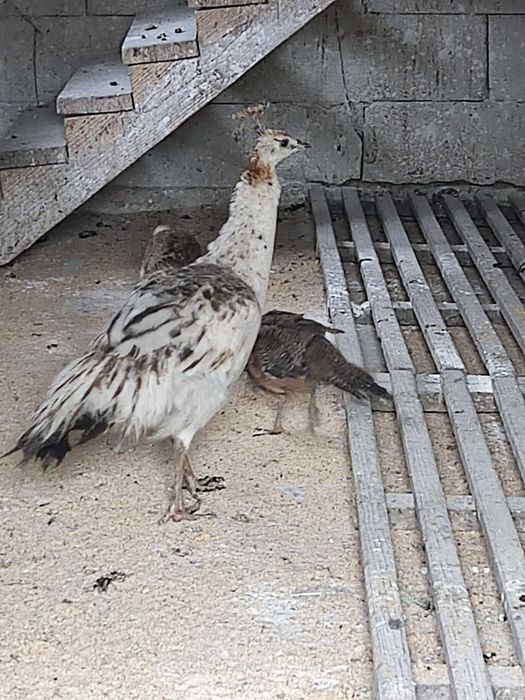 Pauni comun și umeri negri