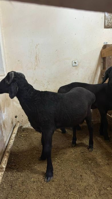 Кочкорла сотилади