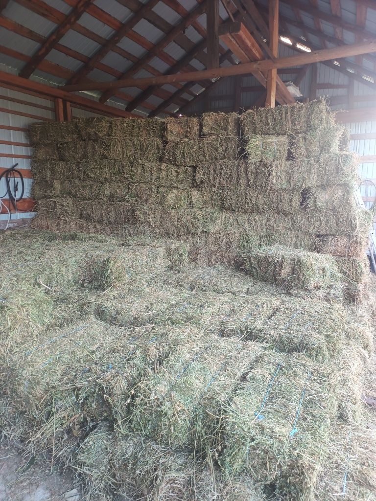 Vând baloți de lucernă și fân natural