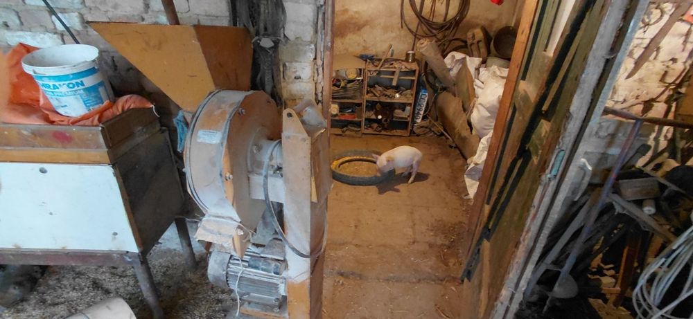 Продавам малки прасенца