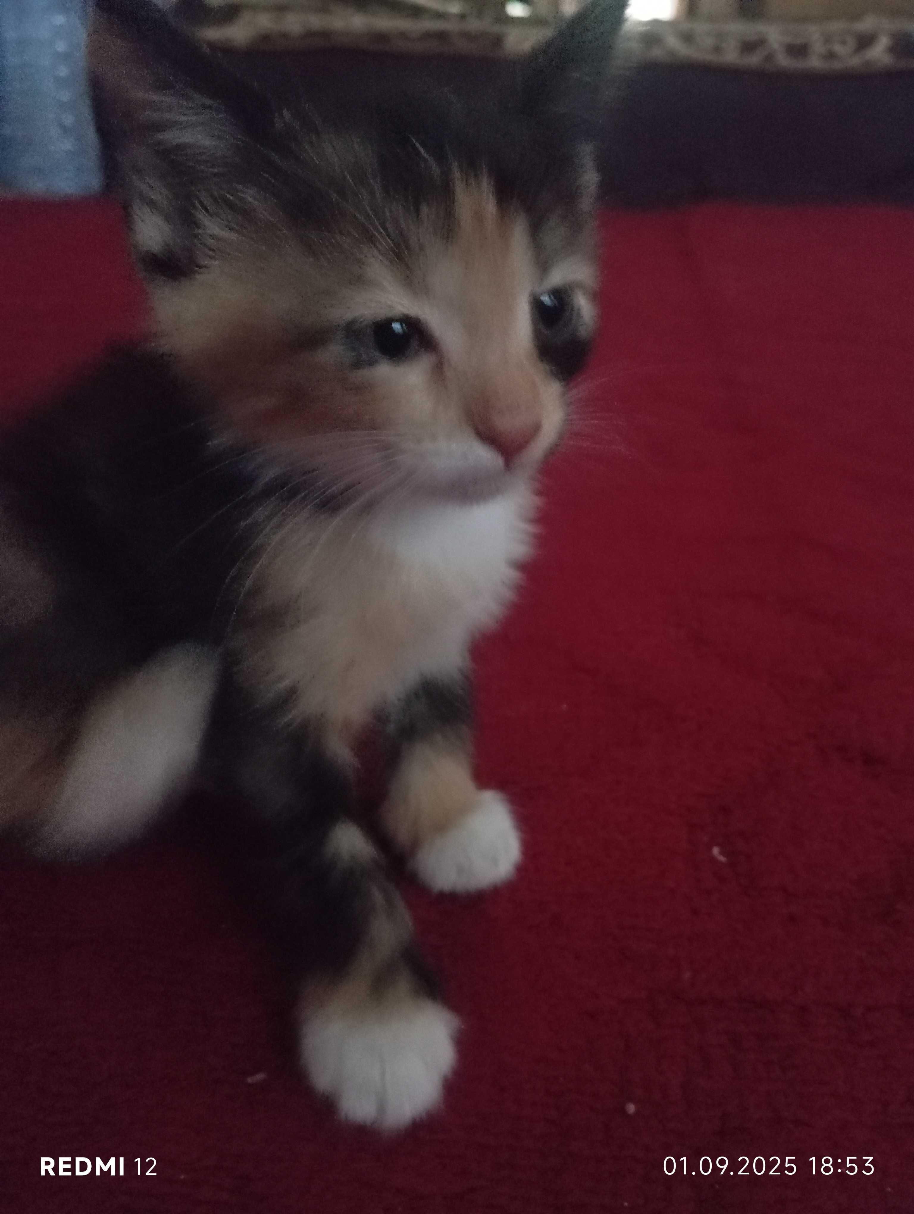 Котенок местной породы