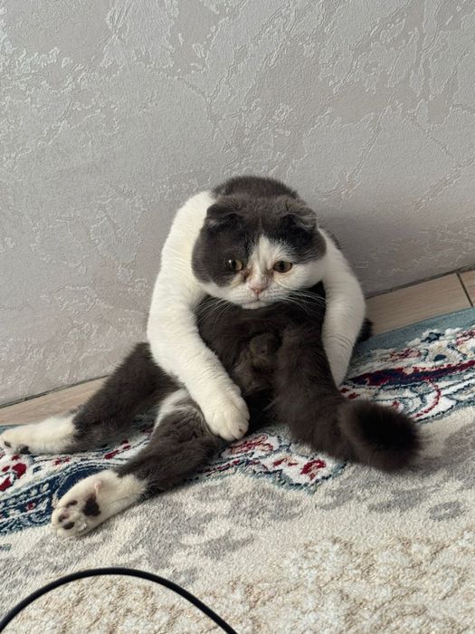 Отдам в добрые руки котика