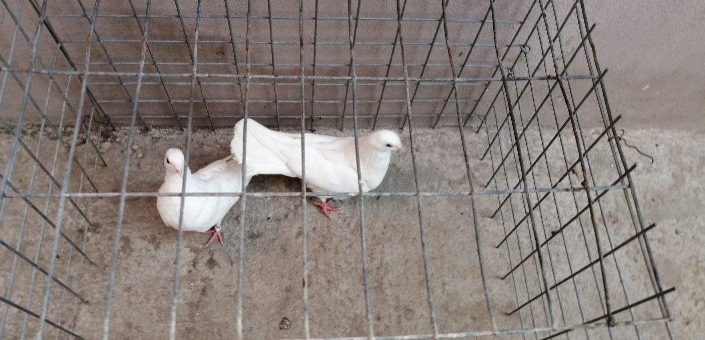 Porumbei Gălățeni albi