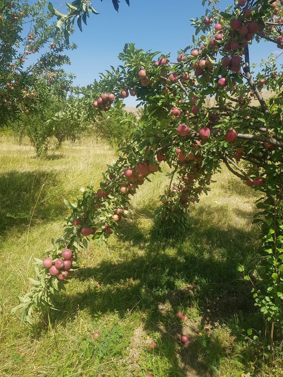 Яблоко и груша продается