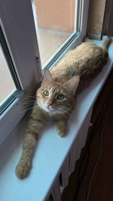 Продаю кошечку девочку