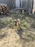 “Adoptie” ciobanesc belgian malinois