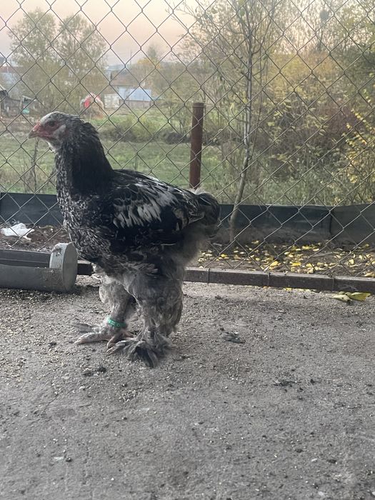 Brahman pui 3 luni jumate