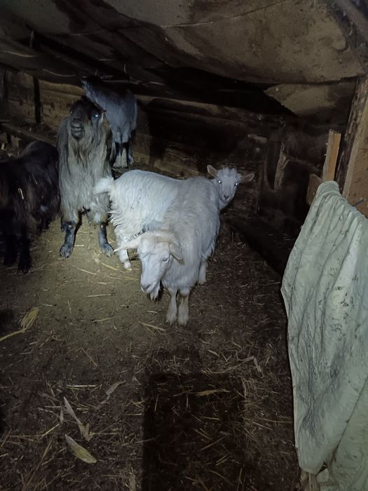 Capre carpatine tinere