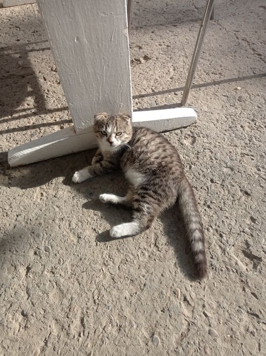 Продается коты породистые .