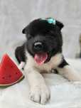 Mascul Akita American