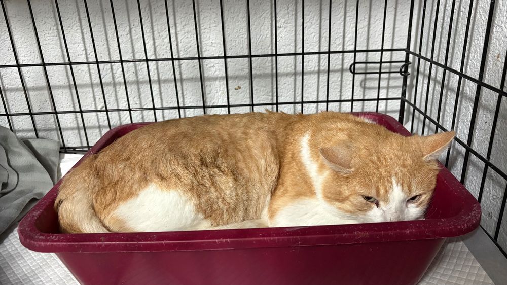 Leo, motan castrat, FIV pozitiv