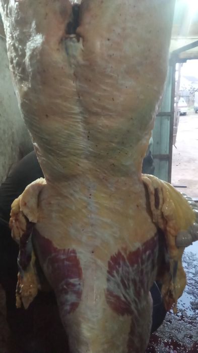 Продается мясо конина пол туши,1/4,целиком