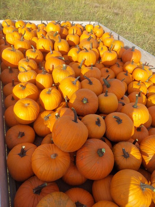 Vand dovleci de Halloween
