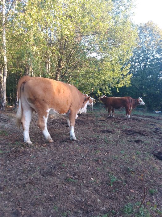 Vaci și vitei de vânzare