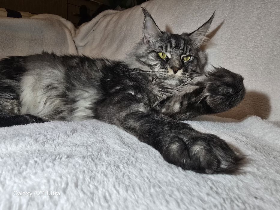 Чистокръвен Мейн кун