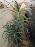 aloe arborescens planta