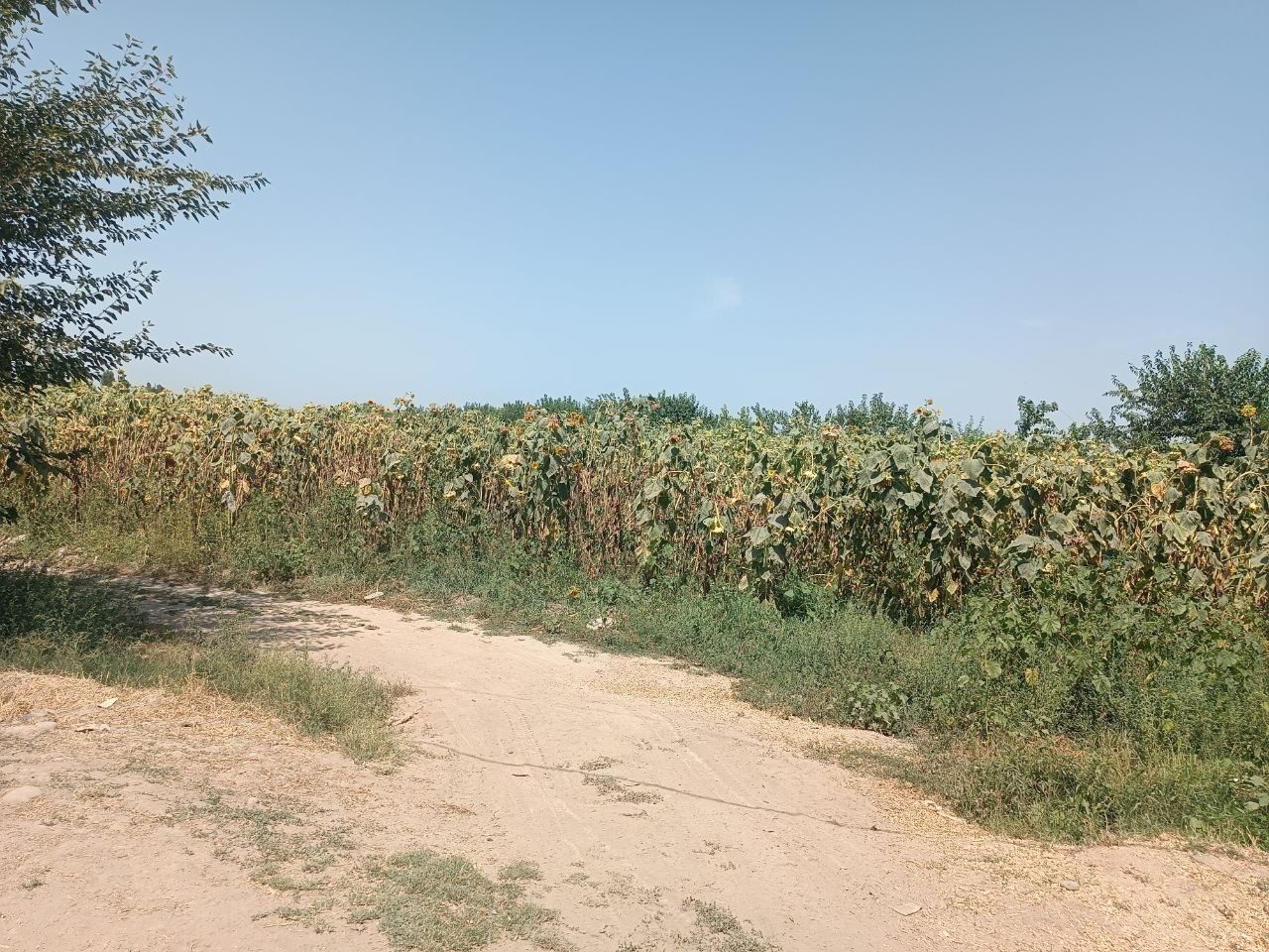 Kungaboqar pista sotiladi
