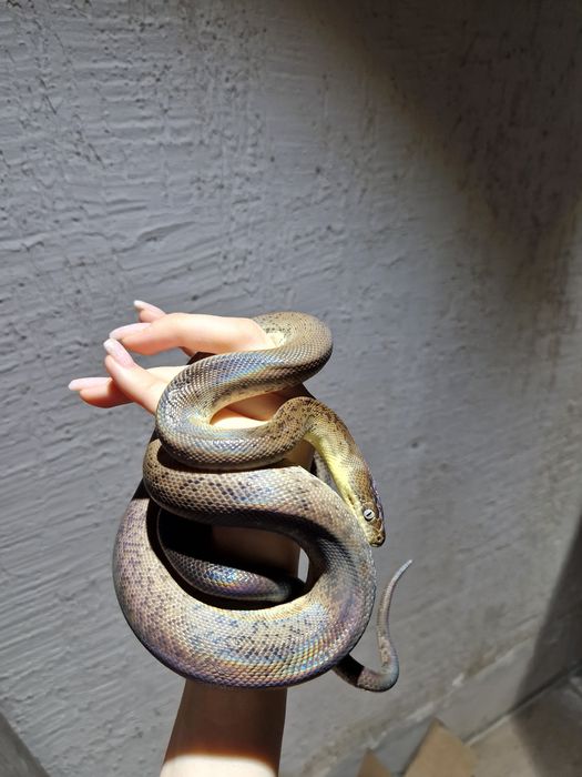 Змеи от 50 тысяч