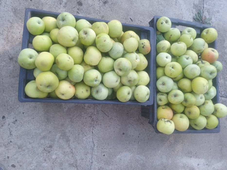 Продам зимние яблоки