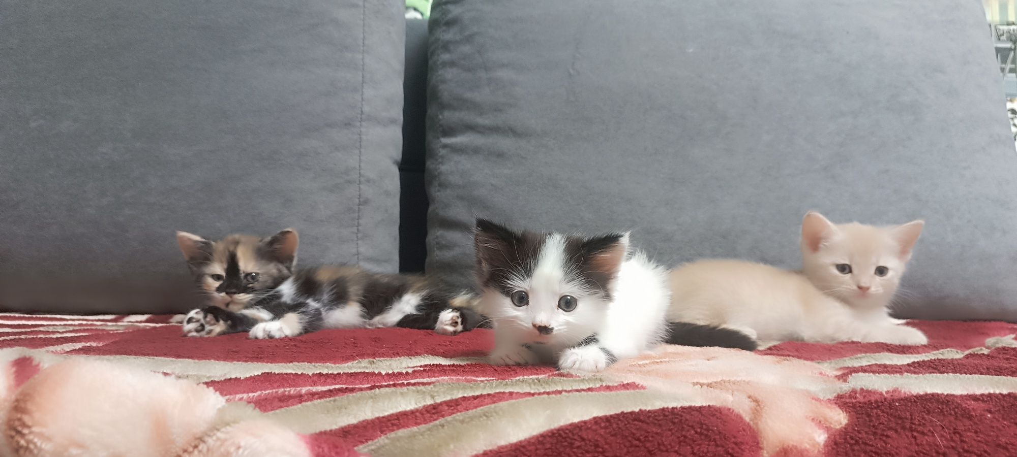 Одам котят в хорошие руки