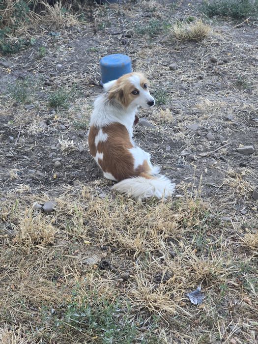 Donez câine de rasă mică