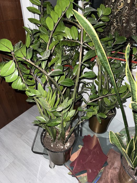 Цветы  сансеверия 1 шт  и замиокулькас 3 шт