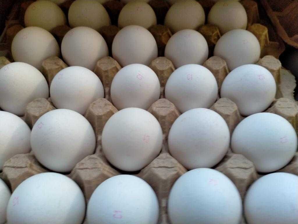 Яйца куриные Оптом GHF