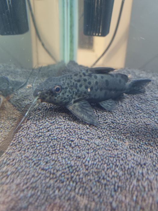 Продам сомик перевёртш