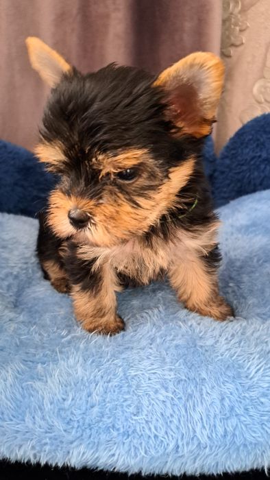 Продаю клубных щенков йорков