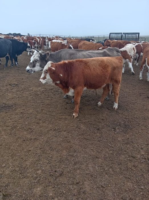 Продам подсосный бычки 45 голов