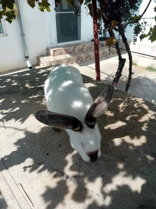 Iepuri Uriaș de Transilvania