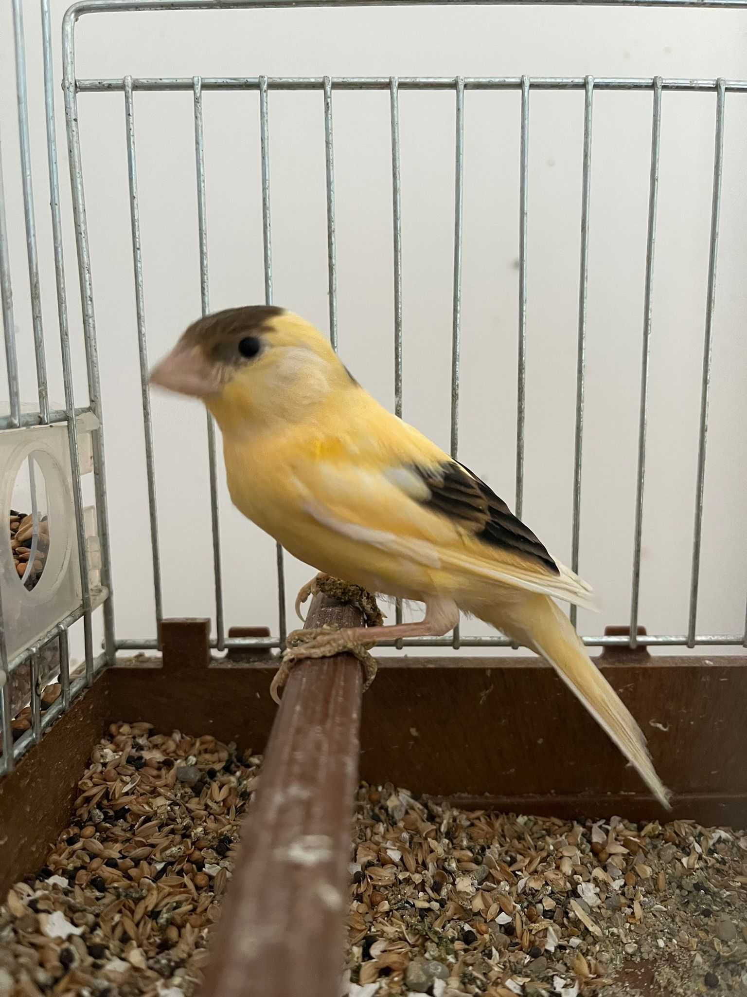 canari femele si masculi