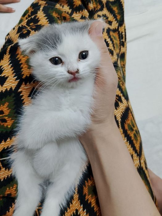 Uy mushuklari bor