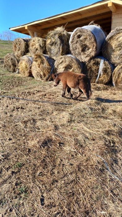 De vânzare Ponei