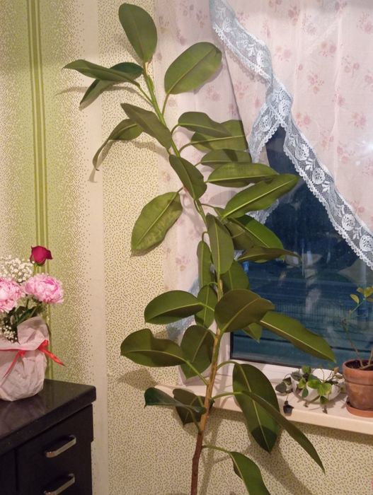 Продам растение, идеальное состояние