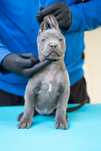 Femela Cane Corso blue